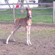 DSP Hededahls Alabama