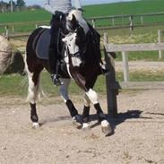 Anden særlig race Indian Plet