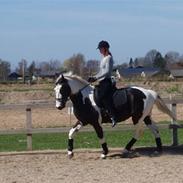 Anden særlig race Indian Plet