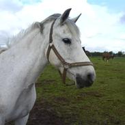 DSP Molly Malone*!!mindrøm!!*