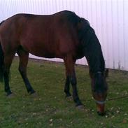 Polsk Varmblod Bajor *SOLGT*