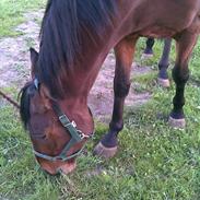 Polsk Varmblod Bajor *SOLGT*