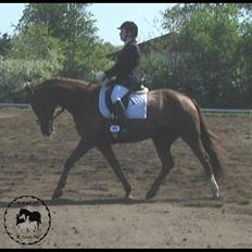 Dansk Varmblod Anastasia