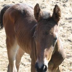 Dansk Varmblod Graversgaards Zena