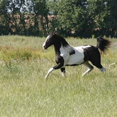 Barockpinto Angel af Pilevadgaard