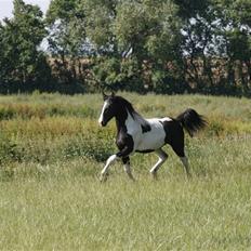 Barockpinto Angel af Pilevadgaard