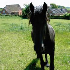 Frieser Lisa Zuidema R.I.P