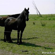 Frieser Lisa Zuidema R.I.P