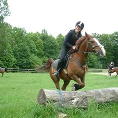 Sportsaraber (A) Vestergaard Emmi (R.I.P.)