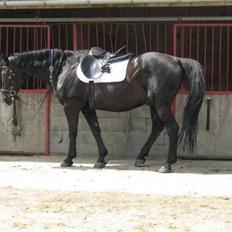 Oldenborg Blacki  solgt!  R.I.P.