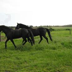 Oldenborg Blacki  solgt!  R.I.P.