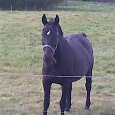 Oldenborg Blacki  solgt!  R.I.P.