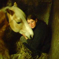 Haflinger sander (Gl. part)