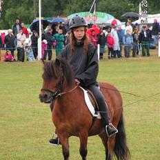 Shetlænder Mr. Brown (Bruno)