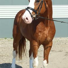 Hannoveraner WEISSE WELT