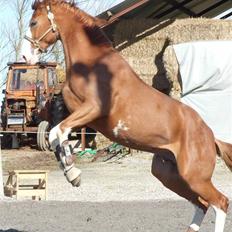 Hannoveraner WEISSE WELT