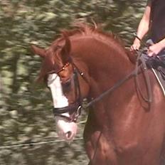 Hannoveraner WEISSE WELT