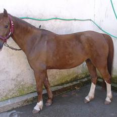 Anden særlig race Lighter <3