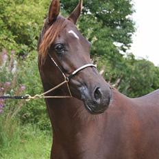 Arabisk fuldblod (OX) Princess Calisia OX