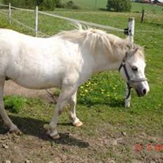 Welsh Mountain (sec A) Rytterskolens Dr. Bombay