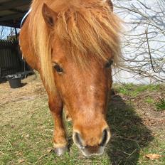 Shetlænder Mr. Billy Rødtop<33 R. I. P