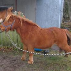 Shetlænder Mr. Billy Rødtop<33 R. I. P