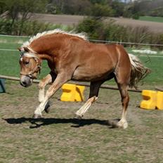 Haflinger RIDEDYRET ALADDIN