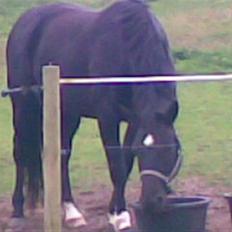 Dansk Varmblod Flintegårdens Chagall R.I.P.