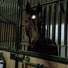 Dansk Varmblod Flintegårdens Chagall R.I.P.