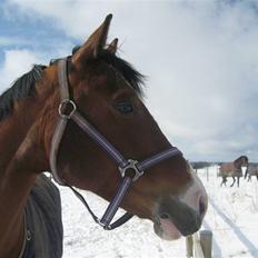 Anden særlig race Aalunds Kataya (Kokette)