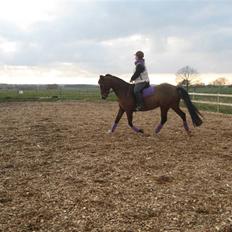 Anden særlig race Aalunds Kataya (Kokette)