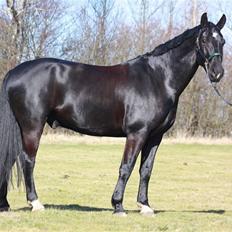 Oldenborg Bøgely´s Magic Star