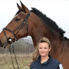 Hollandsk Varmblod Pyroet 