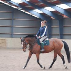 Hollandsk Varmblod Pyroet 