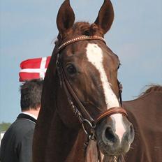 Hannoveraner WIEDER WELT