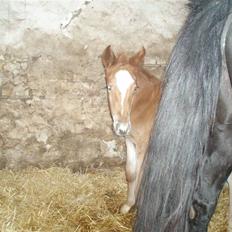 Oldenborg Sari Vestermølle,(solgt)