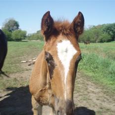 Oldenborg Sari Vestermølle,(solgt)