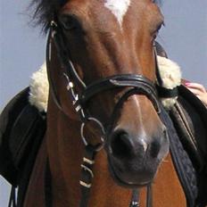 Anden særlig race Vanessa <3  