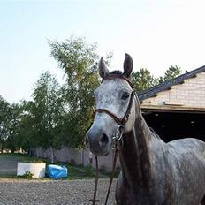 Tysk Oldenburger Cyro