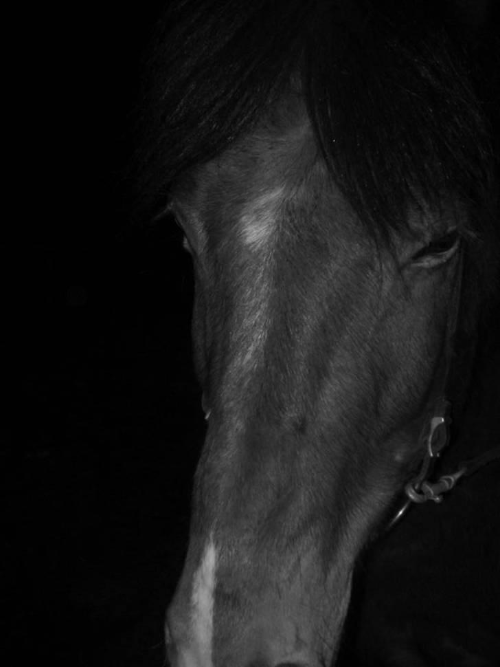 Islænder Erró billede 7