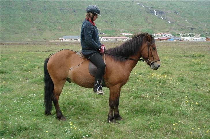 Islænder Erró billede 8