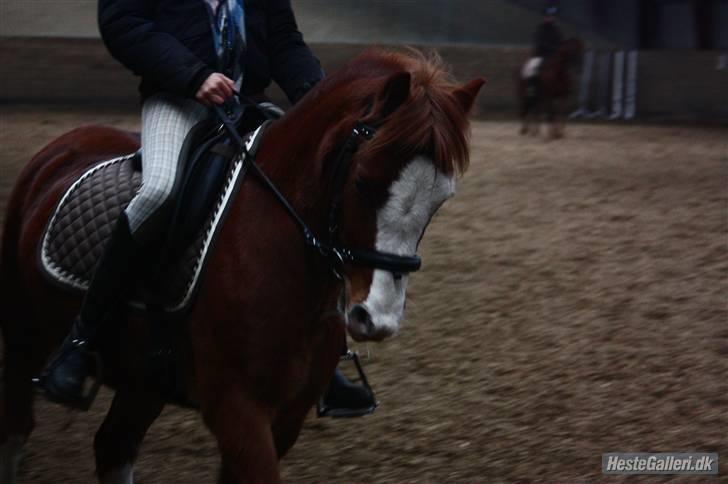 Welsh Pony (sec B) O'malley - Gamle hest - dressur træning, trav 07 billede 10