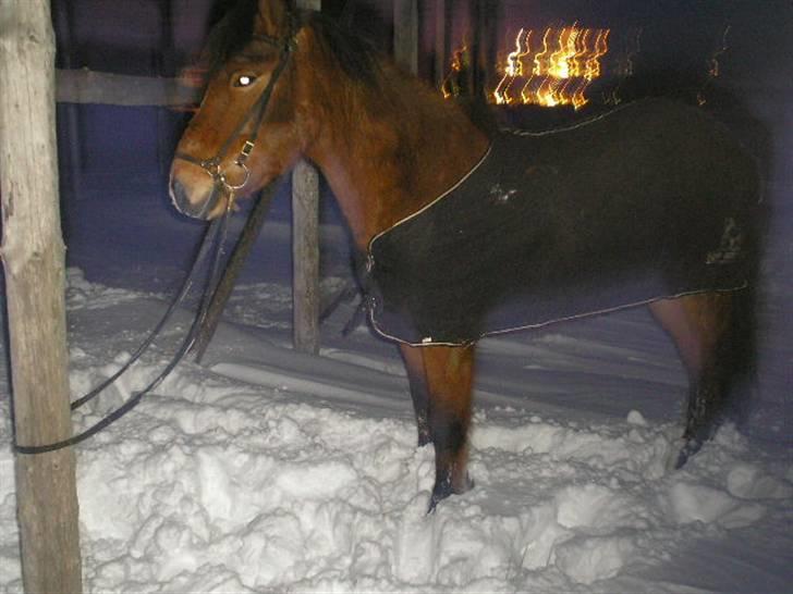 Islænder Erró billede 10