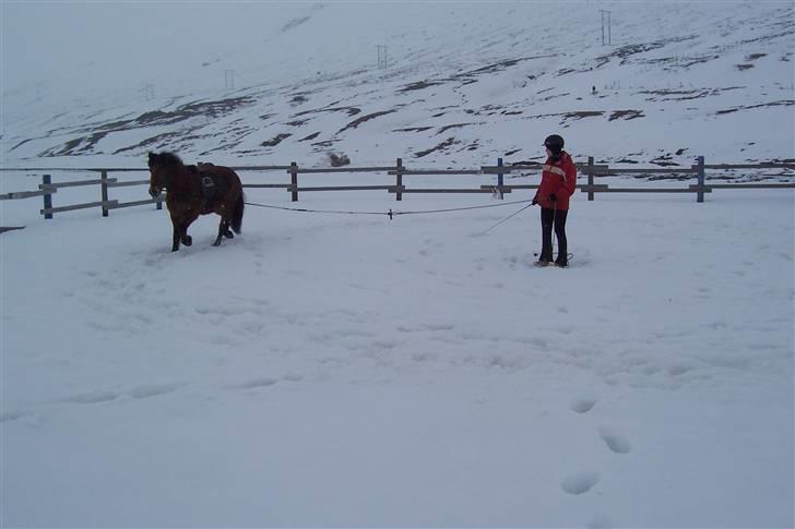 Islænder Erró billede 11