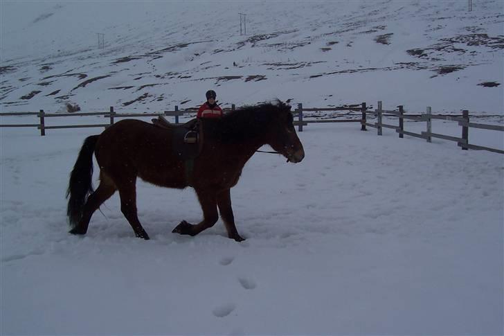 Islænder Erró billede 12