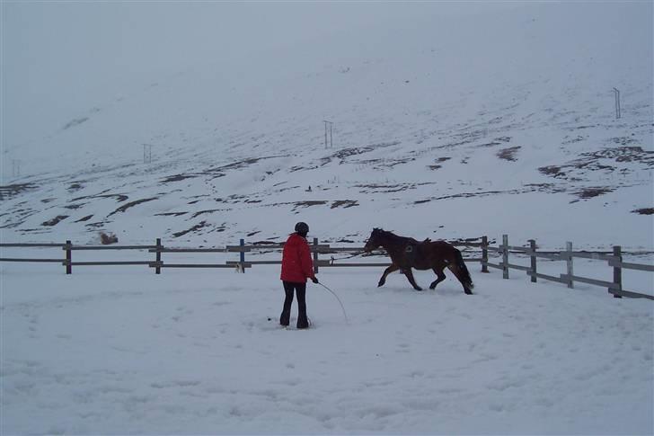 Islænder Erró billede 13