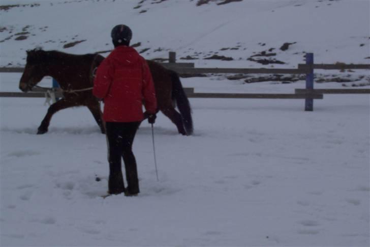 Islænder Erró billede 14