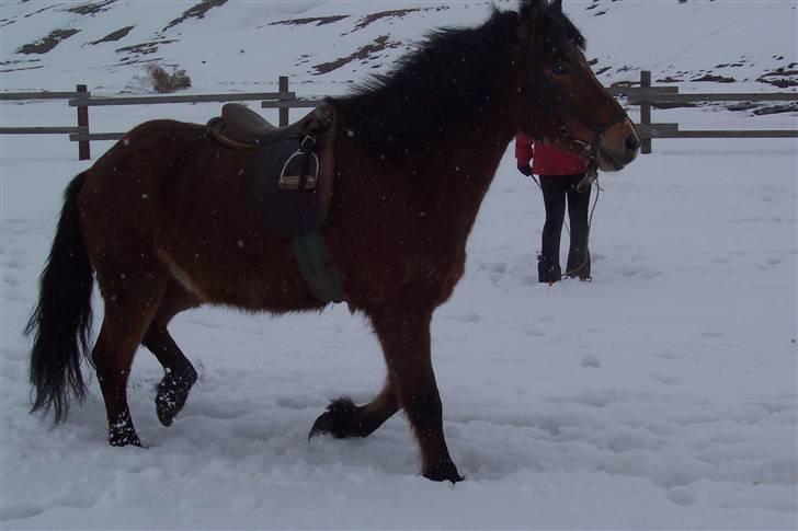 Islænder Erró billede 15