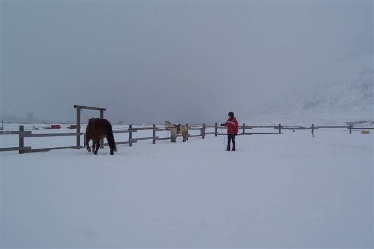 Islænder Erró billede 16
