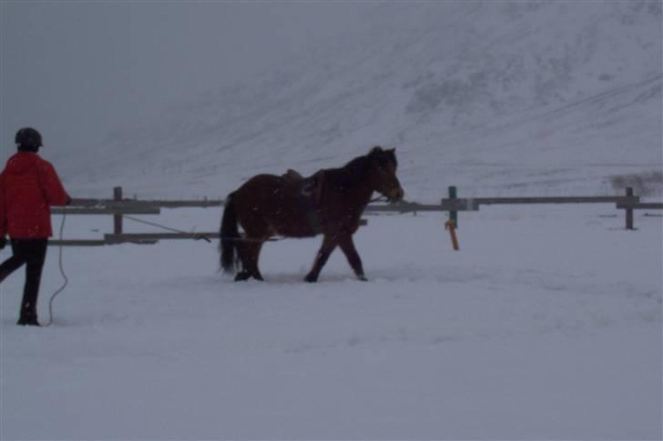 Islænder Erró billede 18